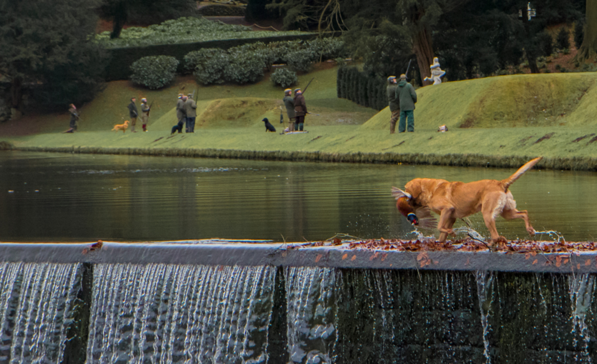 A working dog retrieving a pheasant beside the Water Gardens